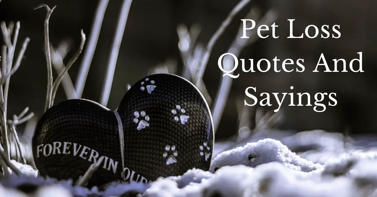 Featured image for a page of moving pet loss quotes and sayings.